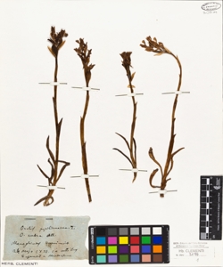 Orchis papilionacea L.
