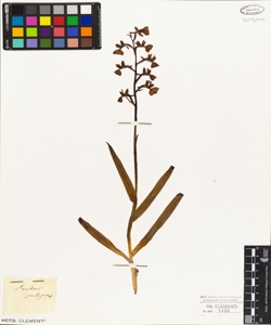 Orchis palustris