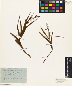 Epipactis pallens W.