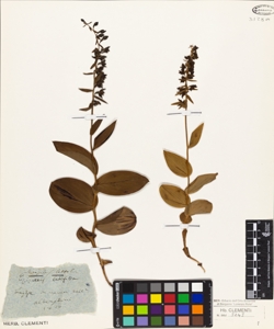 Epipactis latifolia