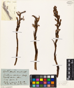 Limodorum abortivum Swarty.