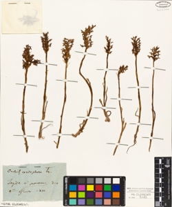 Orchis coriophora L.