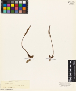 Spiranthes autumnalis Rich.