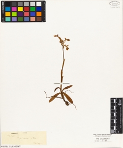 Orchis longicornu Poir.