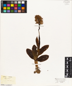 Orchis militaris