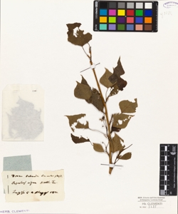 Populus nigra Matth. L.