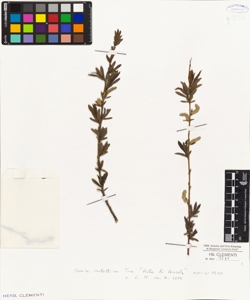 Salix senza cartellino