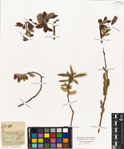 Salix daphnoides Vill.