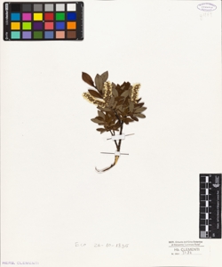 Salix senza cartellino