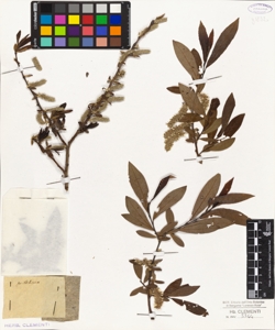 Salix pontederae