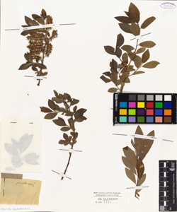 Salix parietariifolia