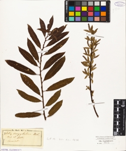 Salix amygdalina Host