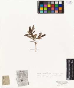 Salix senza cartellino