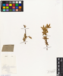 Salix senza cartellino