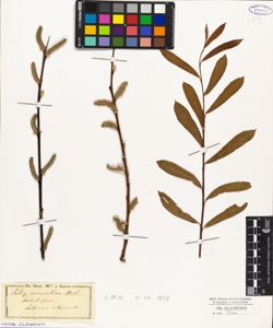 Salix carniolica Host