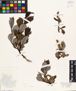 Salix senza cartellino