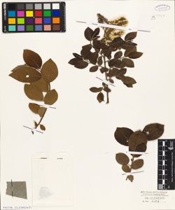 Salix senza cartellino