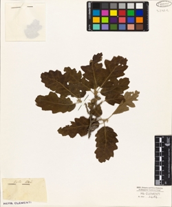 Quercus cerris