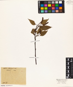 Betula alba