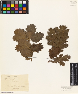Quercus robur