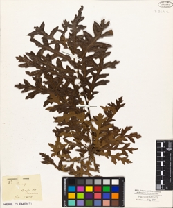 Quercus cerris