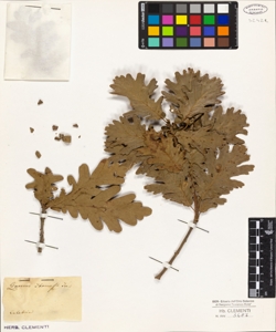 Quercus thomasii Ten.