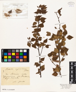 Betula oycoviensis Bess.