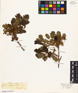Quercus pubescens