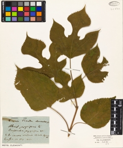 Morus papyrifera L.