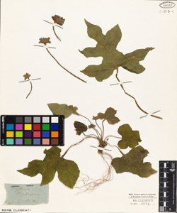 Dorstenia contrajerva