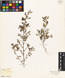 Forskohlea angustifolia