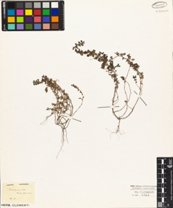 Parietaria lusitanica