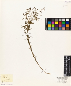 Thesium ramosum