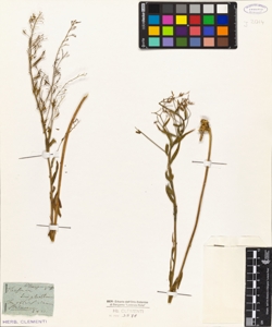 Thesium linophyllum