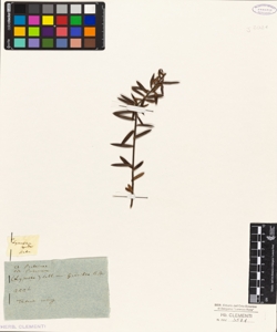 Lysanthe sapida Sieberi