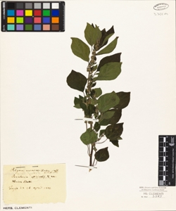 Parietaria officinalis