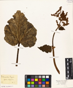 Rheum rhaponticum