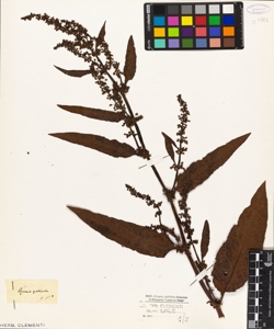 Rumex patientia