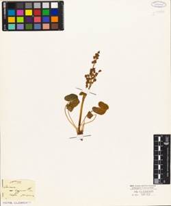 Rumex digynus