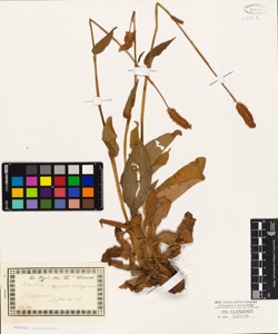 Polygonum bistorta L.