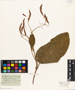Polygonum orientale L.