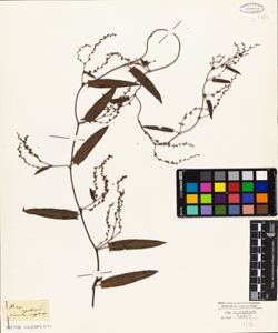 Polygonum sagittatum