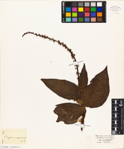 Polygonum virginianum