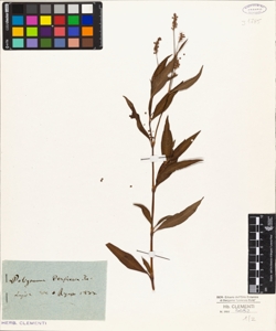 Polygonum persicaria L.