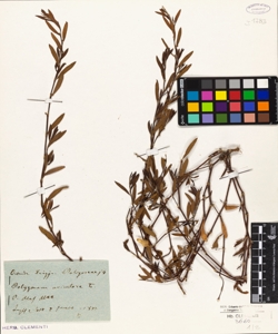 Polygonum aviculare L.