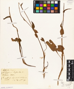 Polygonum bistorta L.