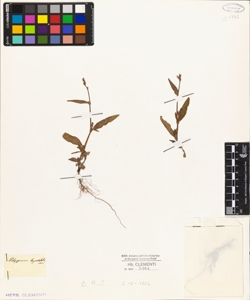 Polygonum lapathifolium