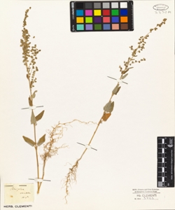 Atriplex veneta