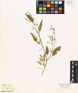 Atriplex patula