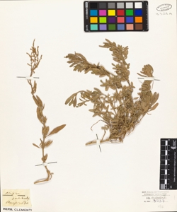 Atriplex portulacoides